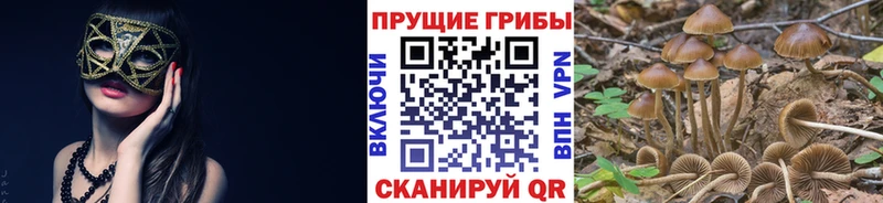 купить наркоту  Руза  Галлюциногенные грибы Psilocybe 